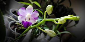 Phalaenopsis Tying Shin Blue Jay