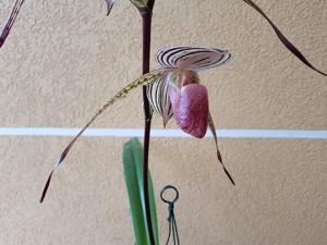 Paphiopedilum Lady Isobel