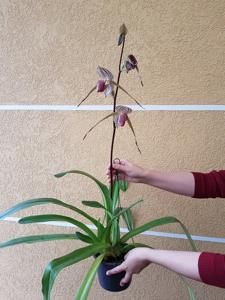 Paphiopedilum Lady Isobel