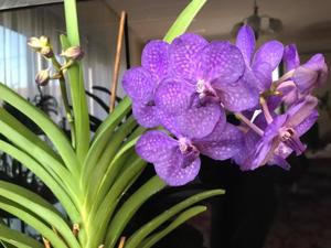 Vanda Princess Mikasa