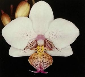 Phalaenopsis Seletar Little Leopard