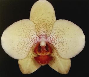 Phalaenopsis Zonta Seventeen