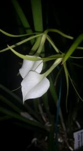 Brassavola Little Stars