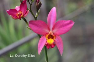 Laeliocattleya Dorothy Elliott