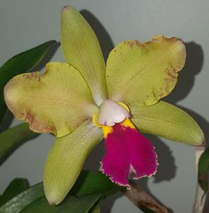 Rhyncholaeliocattleya Egyptian Queen