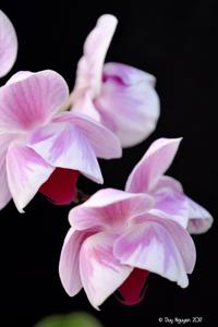 Phalaenopsis Little Gem Stripes