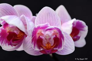 Phalaenopsis Little Gem Stripes