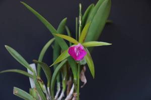 Brassocattleya Gulfshore's Beauty