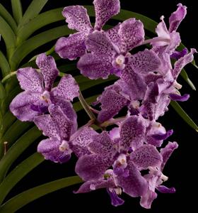 Vanda tessellata-Gordon Dillon