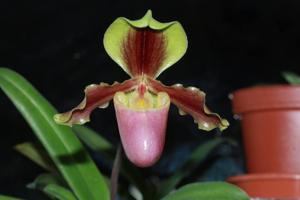 Paphiopedilum herrmannii