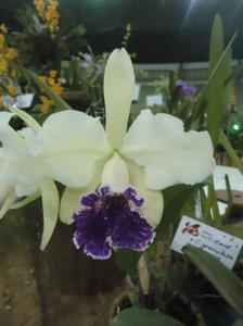 Cattleya Floralia's Story