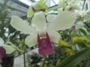 Dendrobium Woo Leng