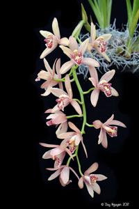 Cymbidium Don Wimber