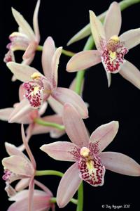 Cymbidium Don Wimber