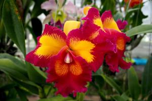 Rhyncholaeliocattleya Taiwan Queen