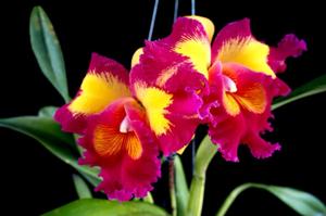 Rhyncholaeliocattleya Taiwan Queen