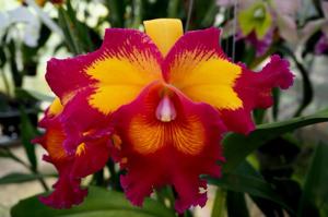 Rhyncholaeliocattleya Taiwan Queen