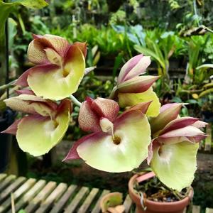 Catasetum Penang