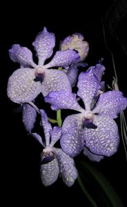 Vanda Tokyo Blue