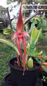 Bulbophyllum Zachary Mistry