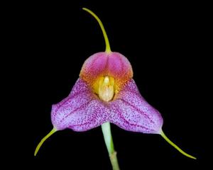 Masdevallia Pixie Dust