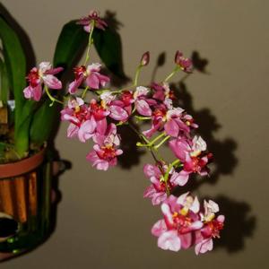 Oncidium Twinkle