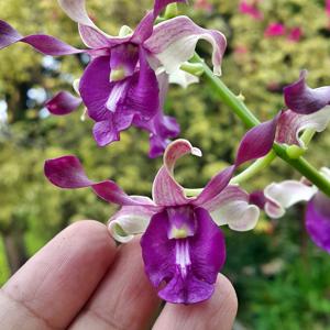 Dendrobium Kwan Sam Hoi-Bumi Menangis