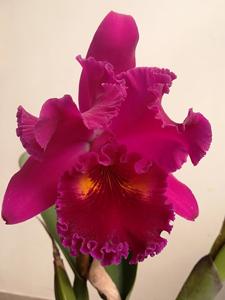 Rhyncholaeliocattleya Sanyung Ruby