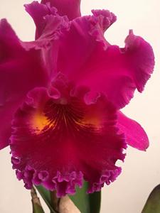 Rhyncholaeliocattleya Sanyung Ruby