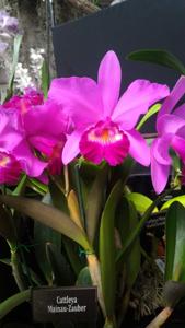 Cattleya Mainau-Zauber