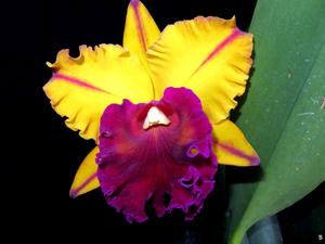 Rhyncholaeliocattleya Tainan Gold