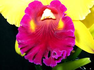 Rhyncholaeliocattleya Tainan Gold