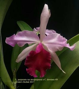 Cattleya Dominiana (1899)