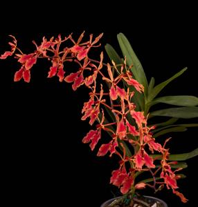 Renanthera Singapore Boy