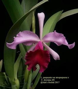 Cattleya Dominiana (1899)