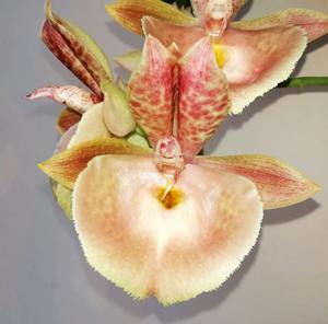 Catasetum John C. Burchett