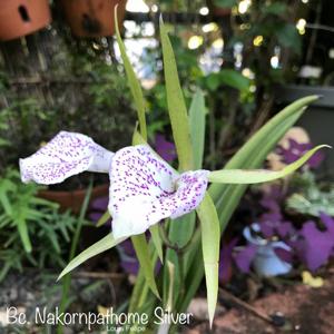 Brassocattleya Nakornpathome Silver