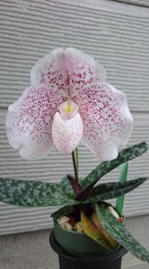 Paphiopedilum Psyche