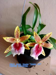 Miltonia Earl Dunn