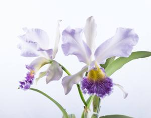 Cattleya Nobile's Blue Spring