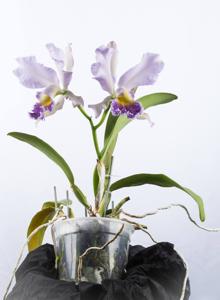 Cattleya Nobile's Blue Spring