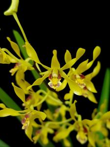 Dendrobium Goldmine