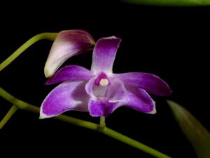 Dendrobium Berry