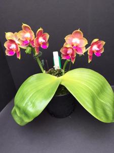 Phalaenopsis Joy Spring Canary