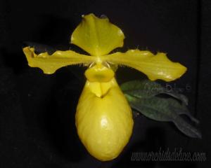 Paphiopedilum Golddollar