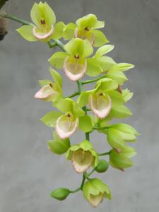 Catasetum Danilo Fernandez