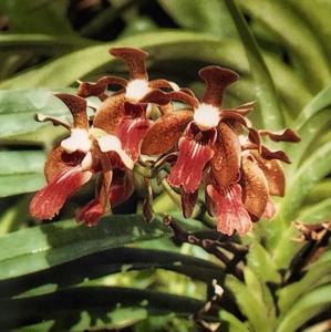 Vanda Kekaseh