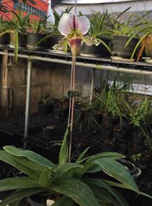 Paphiopedilum Niobe