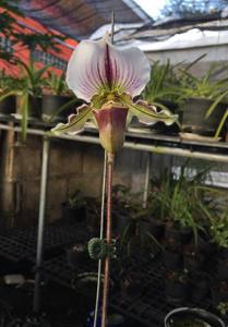 Paphiopedilum Niobe