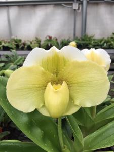 Paphiopedilum Ice Age